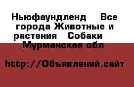 Ньюфаундленд  - Все города Животные и растения » Собаки   . Мурманская обл.